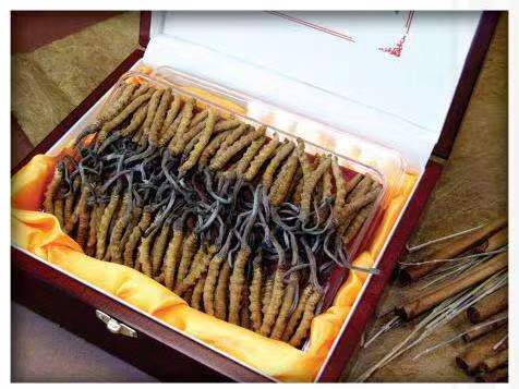 中卫冬虫夏草回收